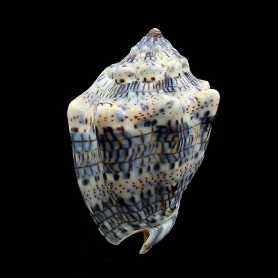 caquetio 54,0mm NEW