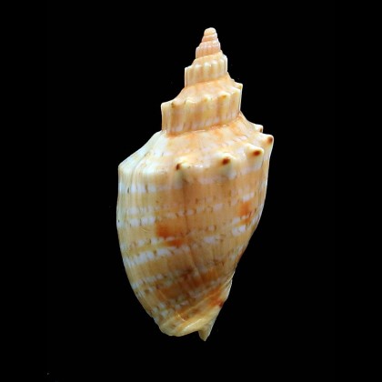 ponsonbyi 57,0mm DWARF