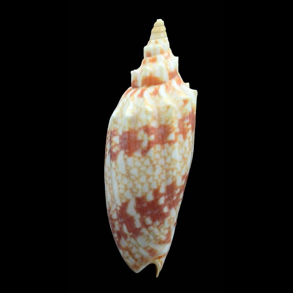 thatcheri 87,5mm