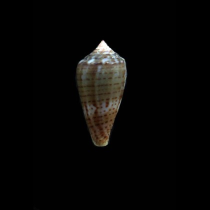 pauperculus 23,0mm