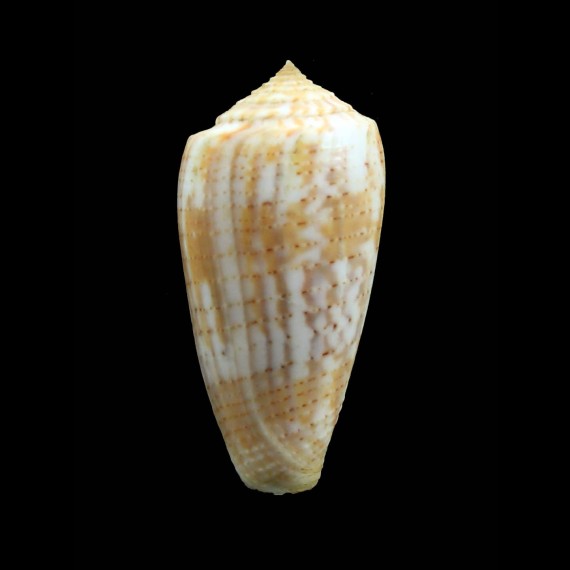 arafuraensis 44,5mm
