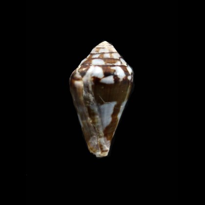 Jourdani 24,0mm RARE