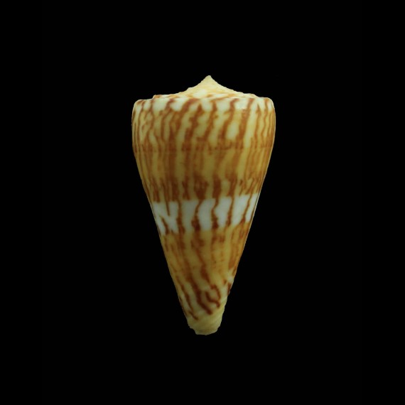 bouii 34,0mm