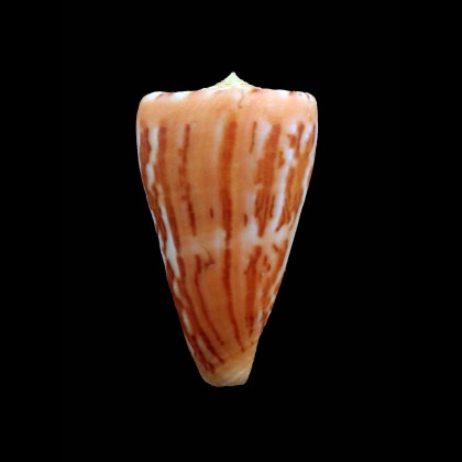 jacquescolombi 43,0mm RARE