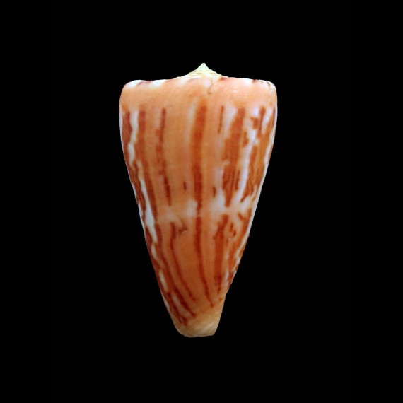 jacquescolombi 43,0mm RARE