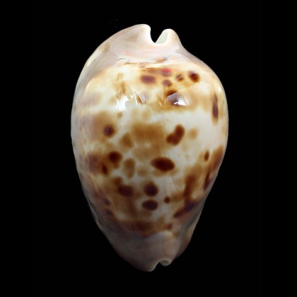 venusta roseopunctata 72,0mm