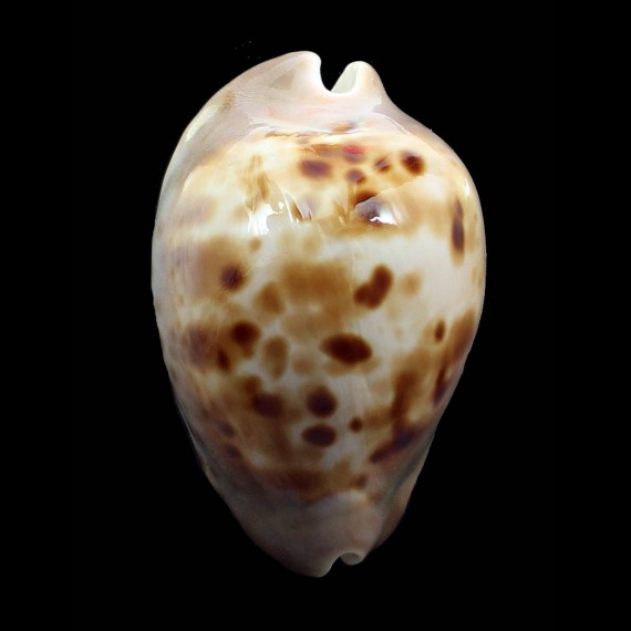 venusta roseopunctata 72,0mm