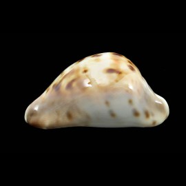 venusta roseopunctata 72,0mm