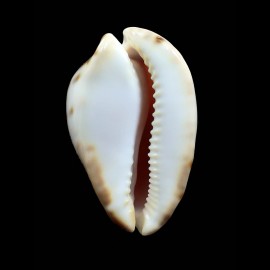 venusta roseopunctata 72,0mm
