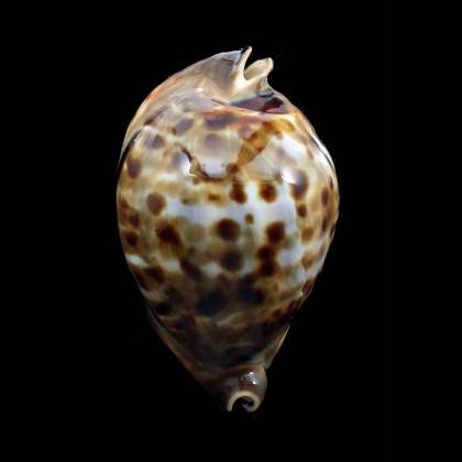 friendii vercoi 80,0mm