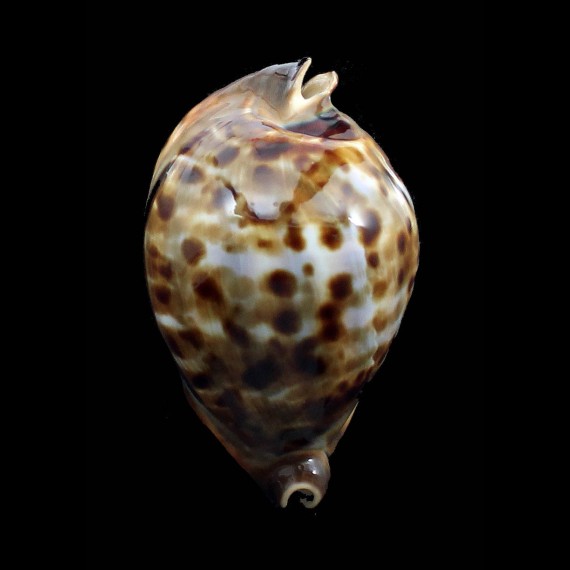 friendii vercoi 80,0mm