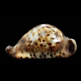 friendii vercoi 80,0mm