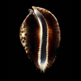 friendii vercoi 80,0mm