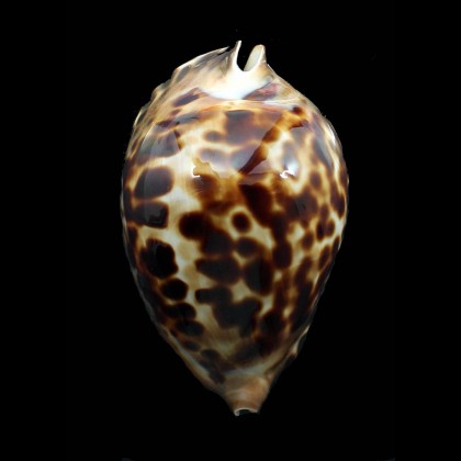 friendii vercoi 80,7mm