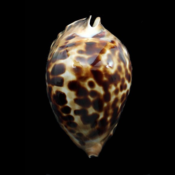 friendii vercoi 80,7mm