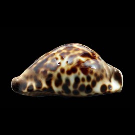 friendii vercoi 80,7mm