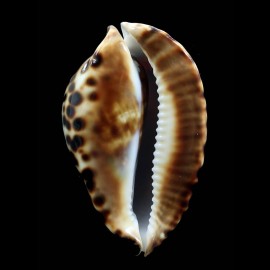 friendii vercoi 80,7mm