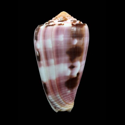 gauguini 71,0mm
