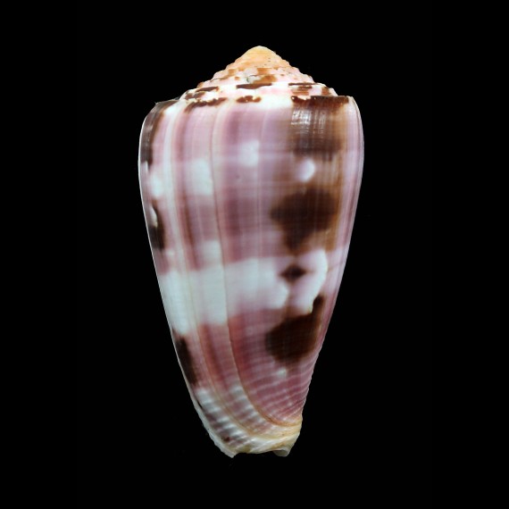 gauguini 71,0mm