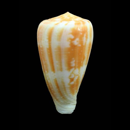 ermineus 78,0mm