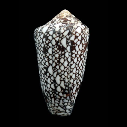 bratcherae 66,3mm UNCOMMON
