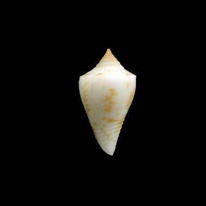 rosemaryae 21,0mm RARE