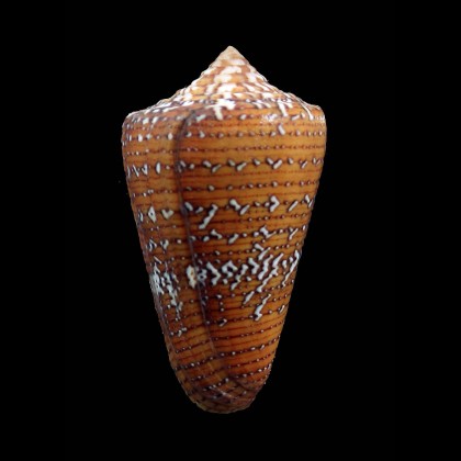 cedonulli 51,0mm