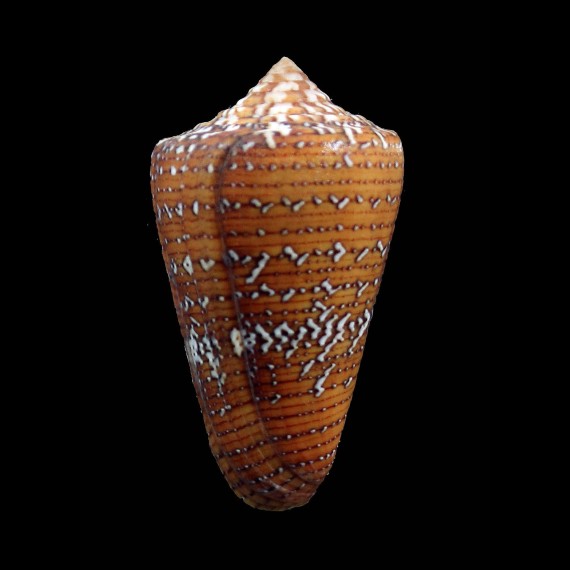 cedonulli 51,0mm