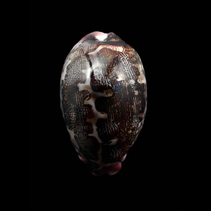 mappa rosea 57,0mm STUNNING
