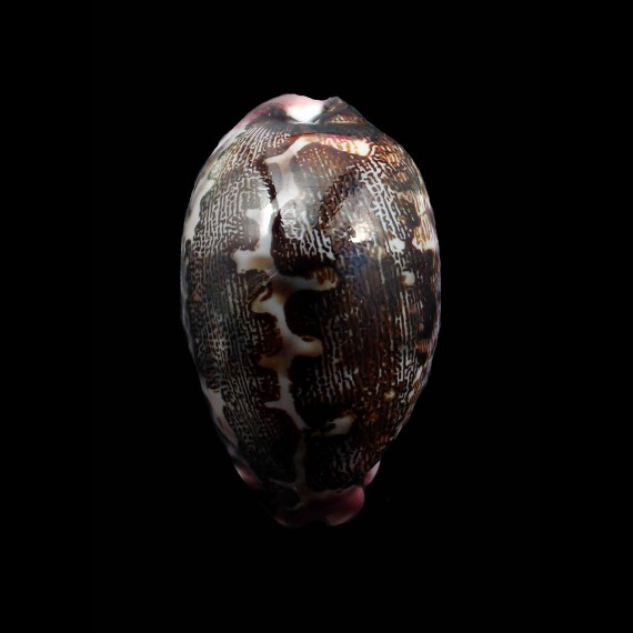 mappa rosea 57,0mm STUNNING