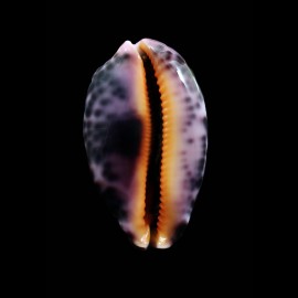 mappa rosea 57,0mm STUNNING