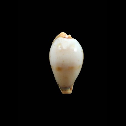 boucheti 21,2mm LIVE