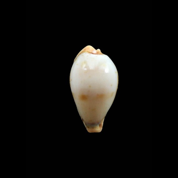 boucheti 21,2mm LIVE