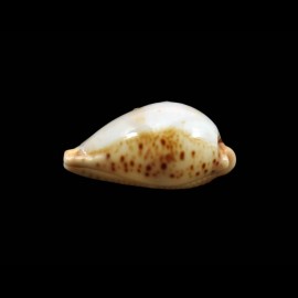 boucheti 21,2mm LIVE