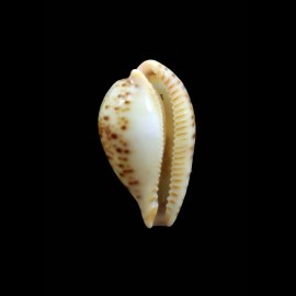 boucheti 21,2mm LIVE