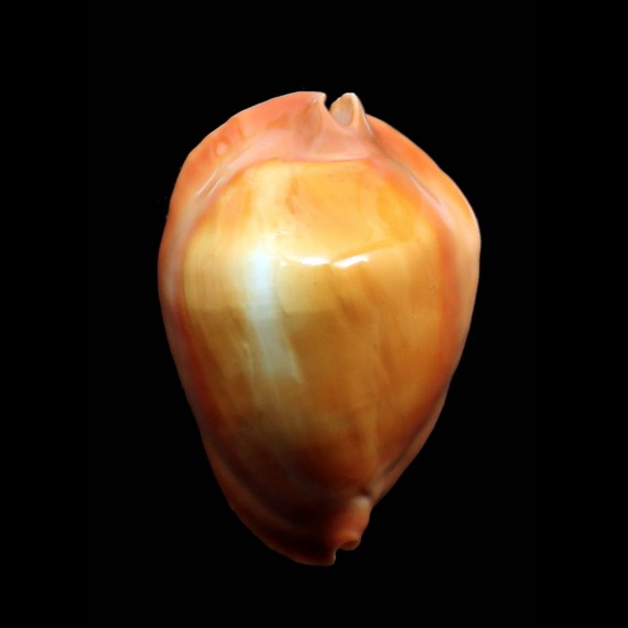 rosselli edingeri 45,4mm POR