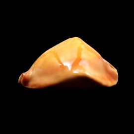rosselli edingeri 45,4mm POR