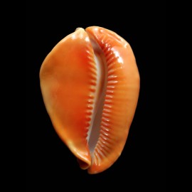 rosselli edingeri 45,4mm POR