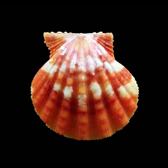 langfordi 34,5mm