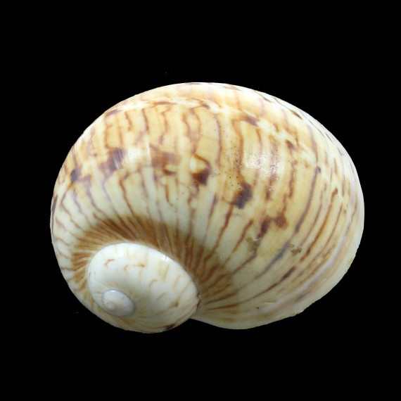 canrena 62,6mm