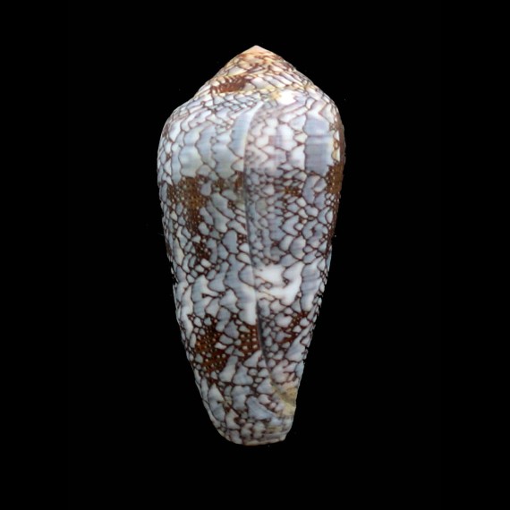pennaceus praelatus 54,6mm