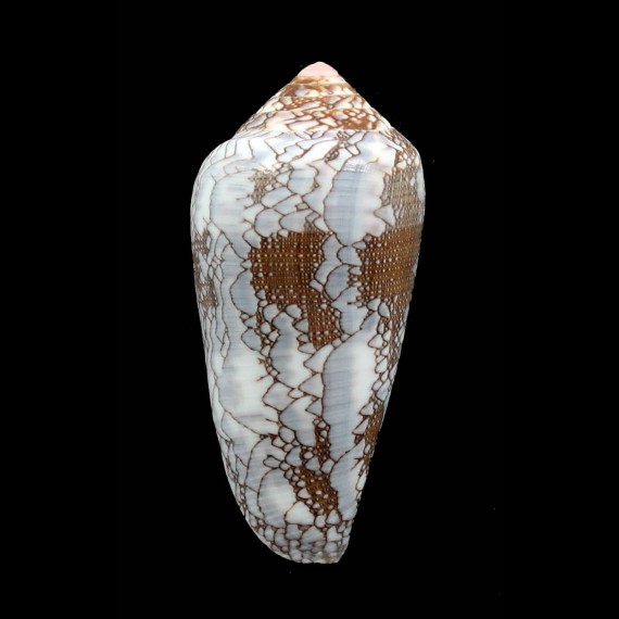 pennaceus praelatus 55,9mm