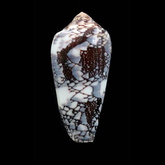pennaceus praelatus 59,0mm