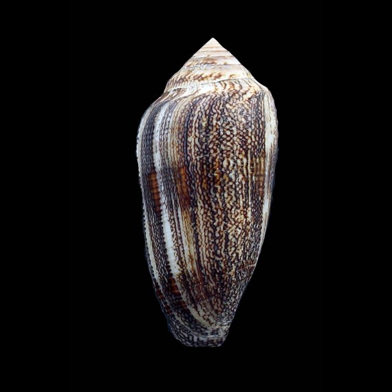 cholmondeleyi 71,1mm BIG