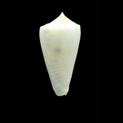 limpusi albellus 47,0mm