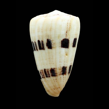 augur 70,0mm BIG