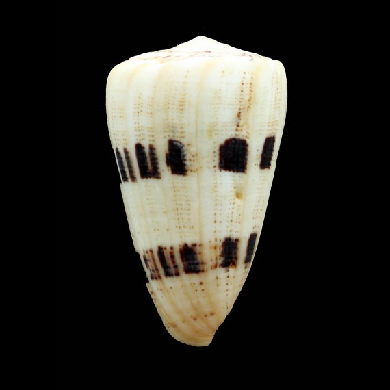 augur 70,0mm BIG