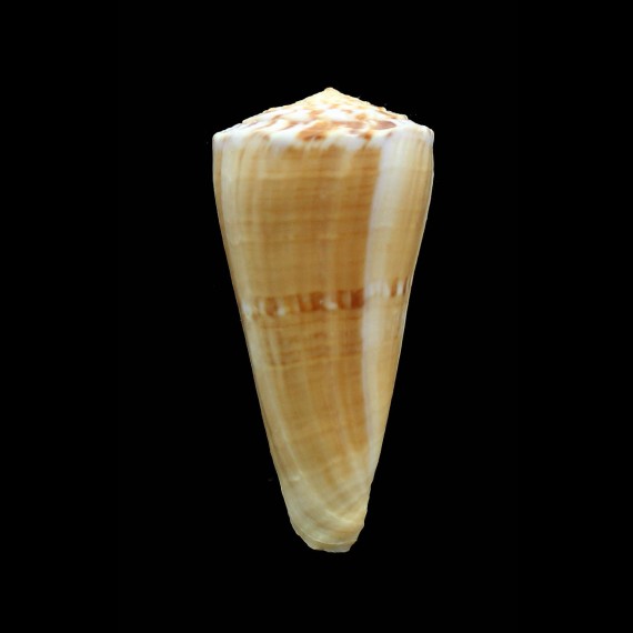 recluzianus urashimanus 64,0mm
