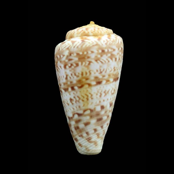 infrenatus 43,5mm
