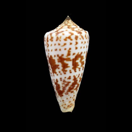 chindeensis 56,2mm
